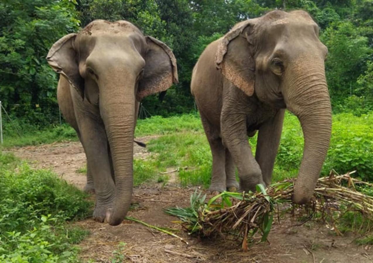Tiger Tops Tharu Lodge Chitwan Zewnętrze zdjęcie