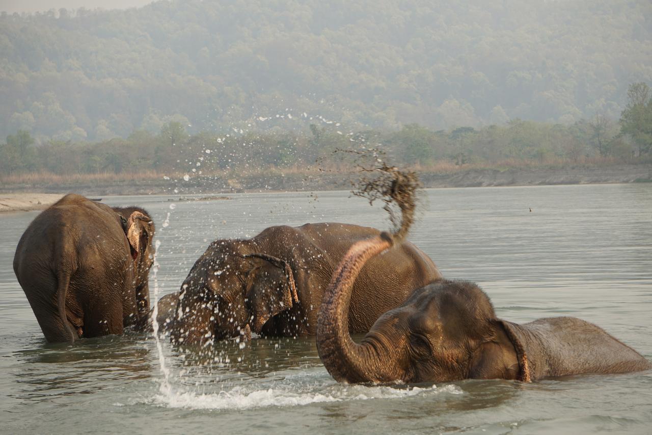 Tiger Tops Tharu Lodge Chitwan Zewnętrze zdjęcie