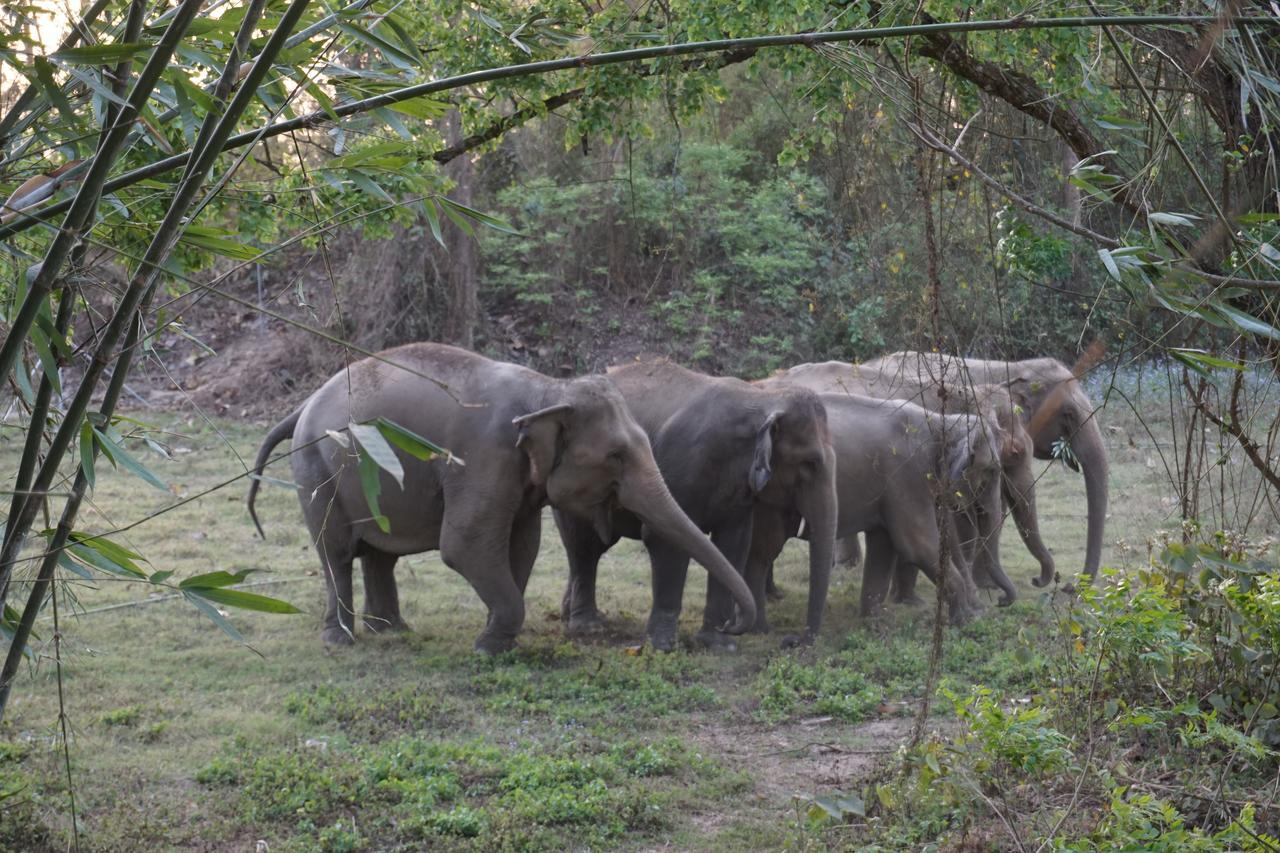 Tiger Tops Tharu Lodge Chitwan Zewnętrze zdjęcie