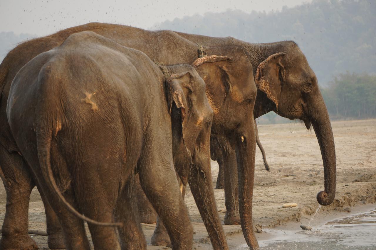 Tiger Tops Tharu Lodge Chitwan Zewnętrze zdjęcie