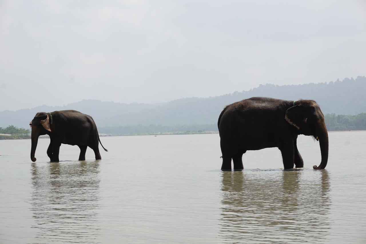 Tiger Tops Tharu Lodge Chitwan Zewnętrze zdjęcie