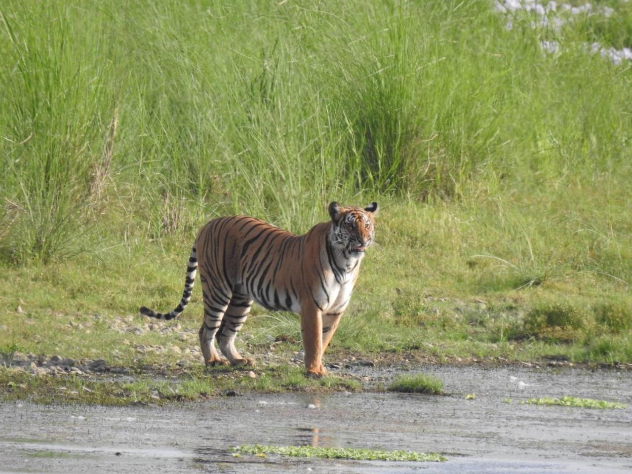 Tiger Tops Tharu Lodge Chitwan Zewnętrze zdjęcie