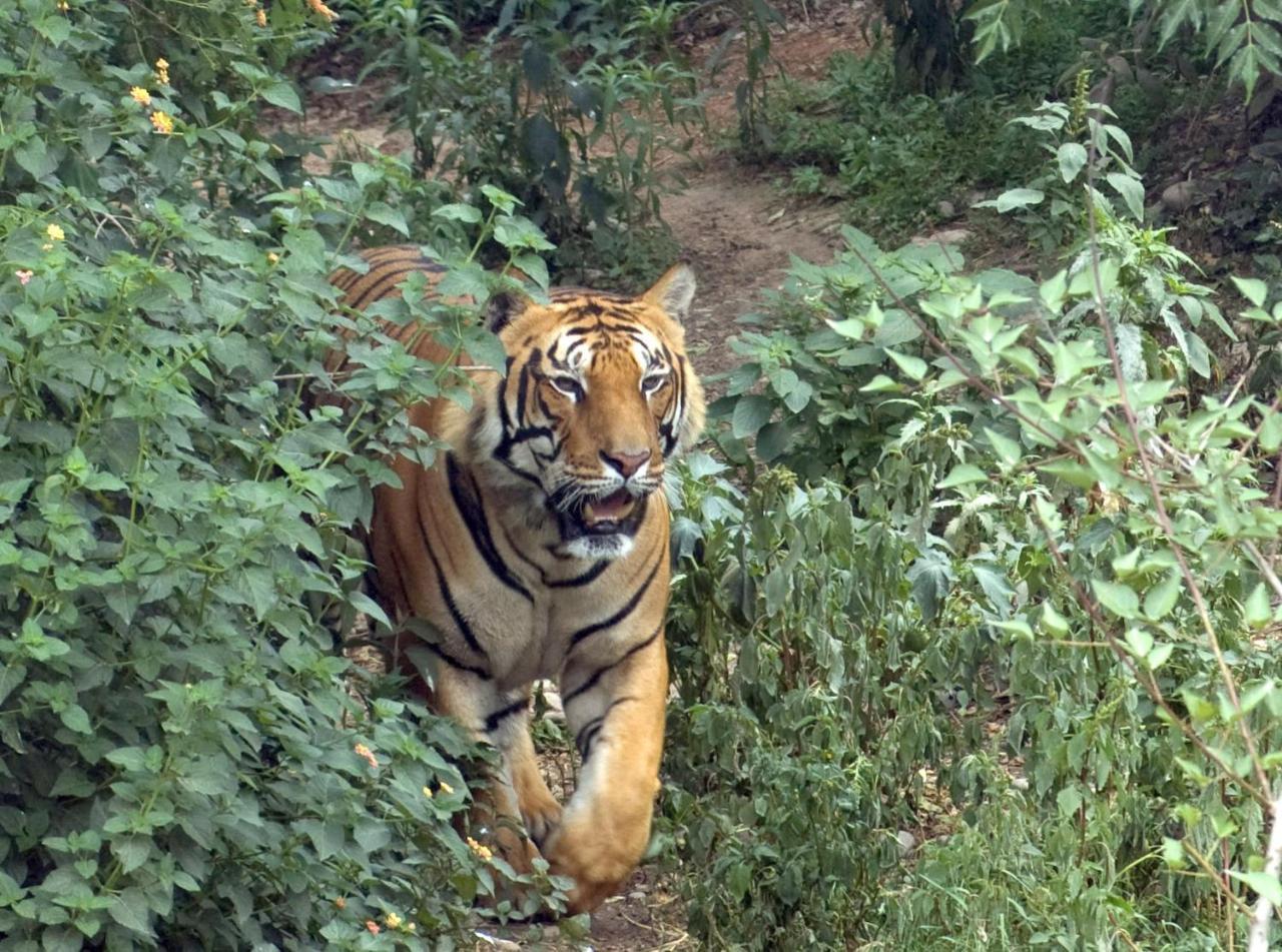 Tiger Tops Tharu Lodge Chitwan Zewnętrze zdjęcie